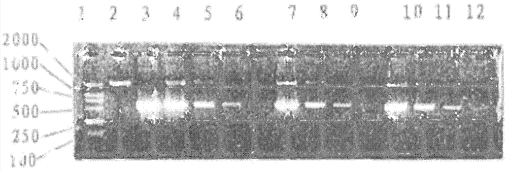 Construction of recombinant eukaryotic hansenula engineering bacterial strains containing medical hirudin genes and production process of recombinant hirudin