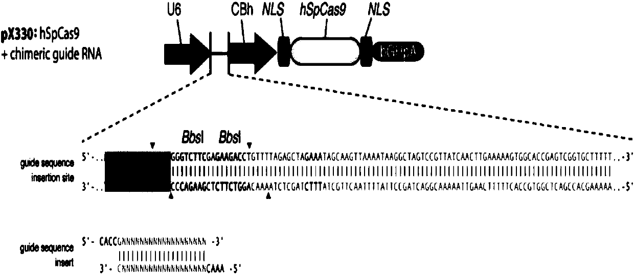 Method for performing GINS2 gene knockout on mesenchymal stem cells by using CRISPR-CAS system