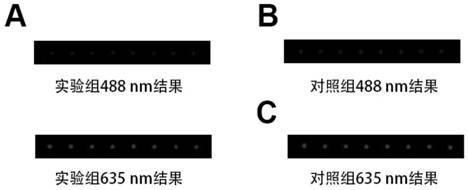 Method for screening carbohydrate chip of carbohydrate binding protein competitive inhibitor