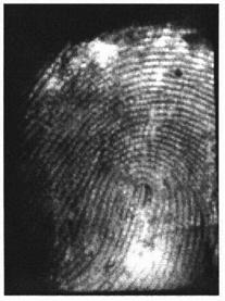 A method for extracting and displaying blood latent fingerprints based on western blotting