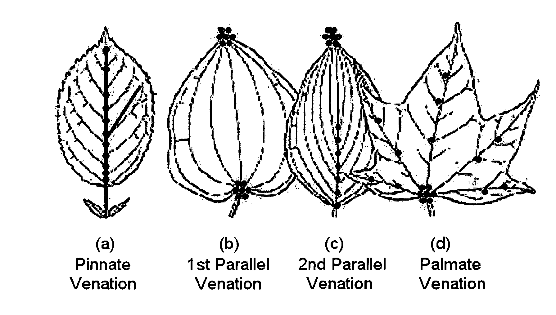 Method for classifying leaves utilizing venation features