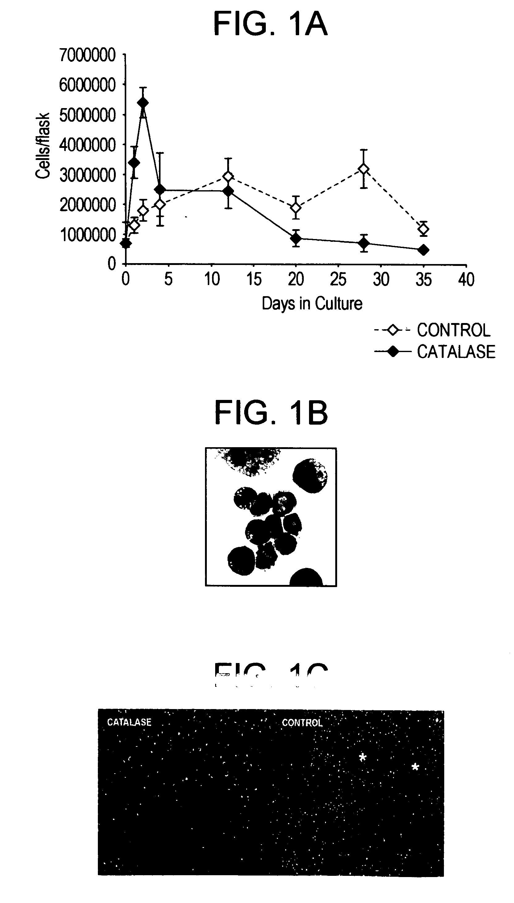 Methods and compositions for the growth and maintenance of stem cells