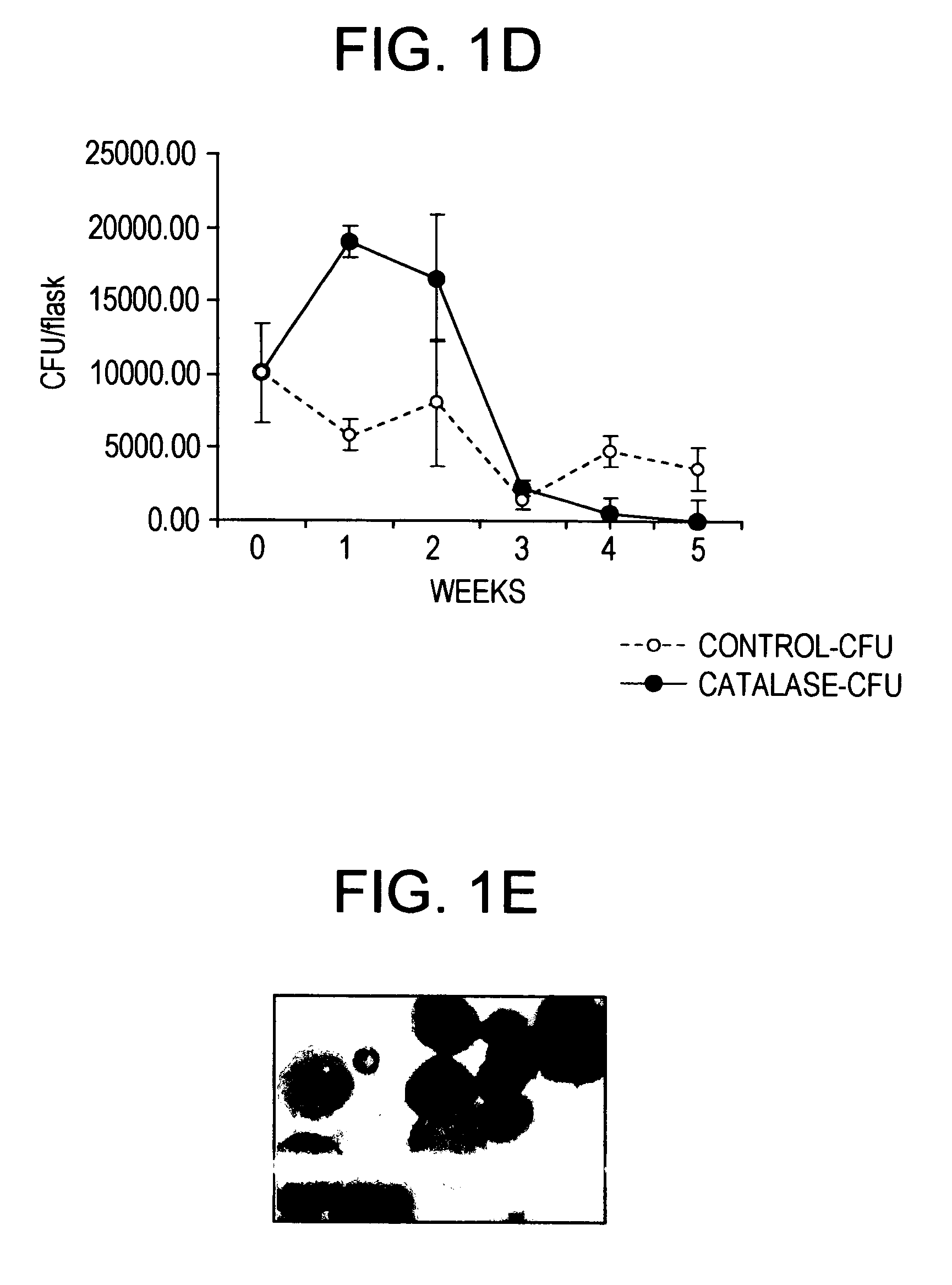Methods and compositions for the growth and maintenance of stem cells