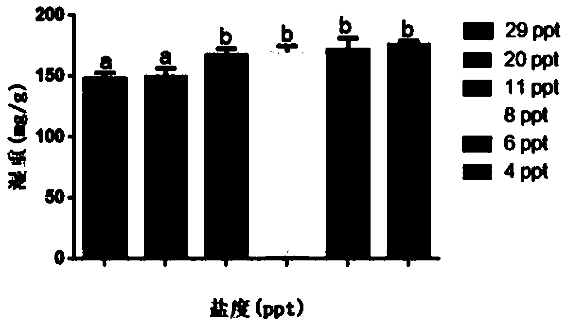 Breeding method for decreasing feed coefficient of light-colored nibea albiflora and improving quality of swimming bladders