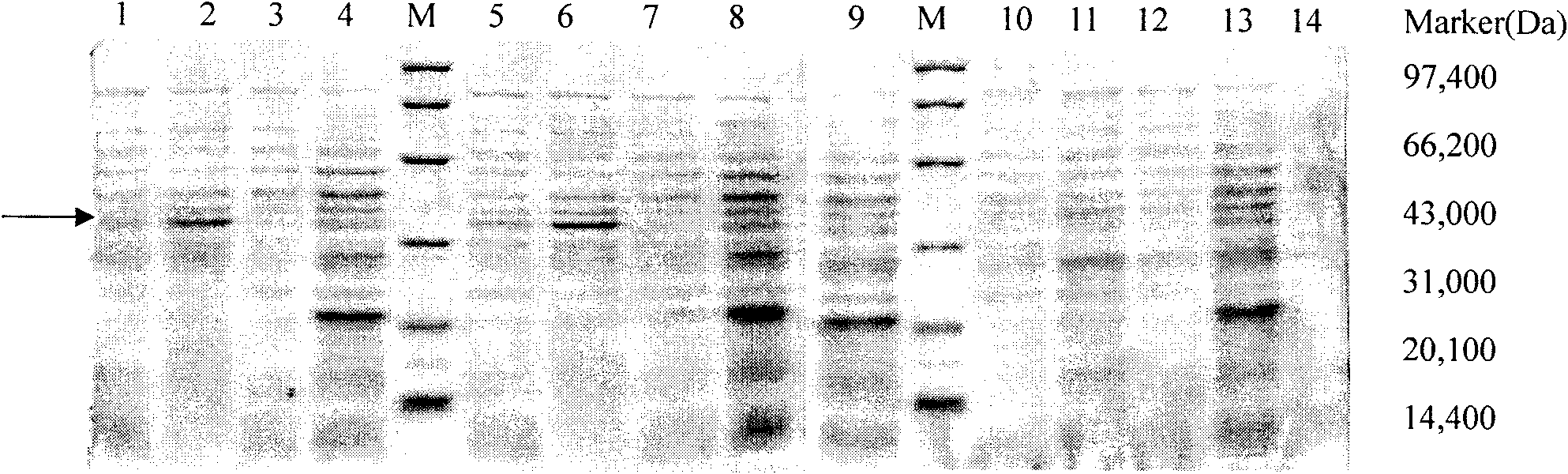 Variable region sequence for novel anti-beta amyloid polypeptide antibody and coding sequence thereof
