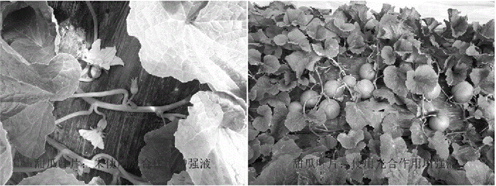 A kind of photosynthesis enhancing liquid and its preparation method