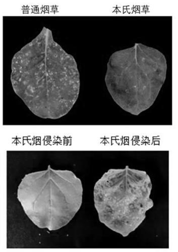 Gene silencing method Si-VIGS (Seed imbibition-virus-induced gene silencing) in early stage of cotton