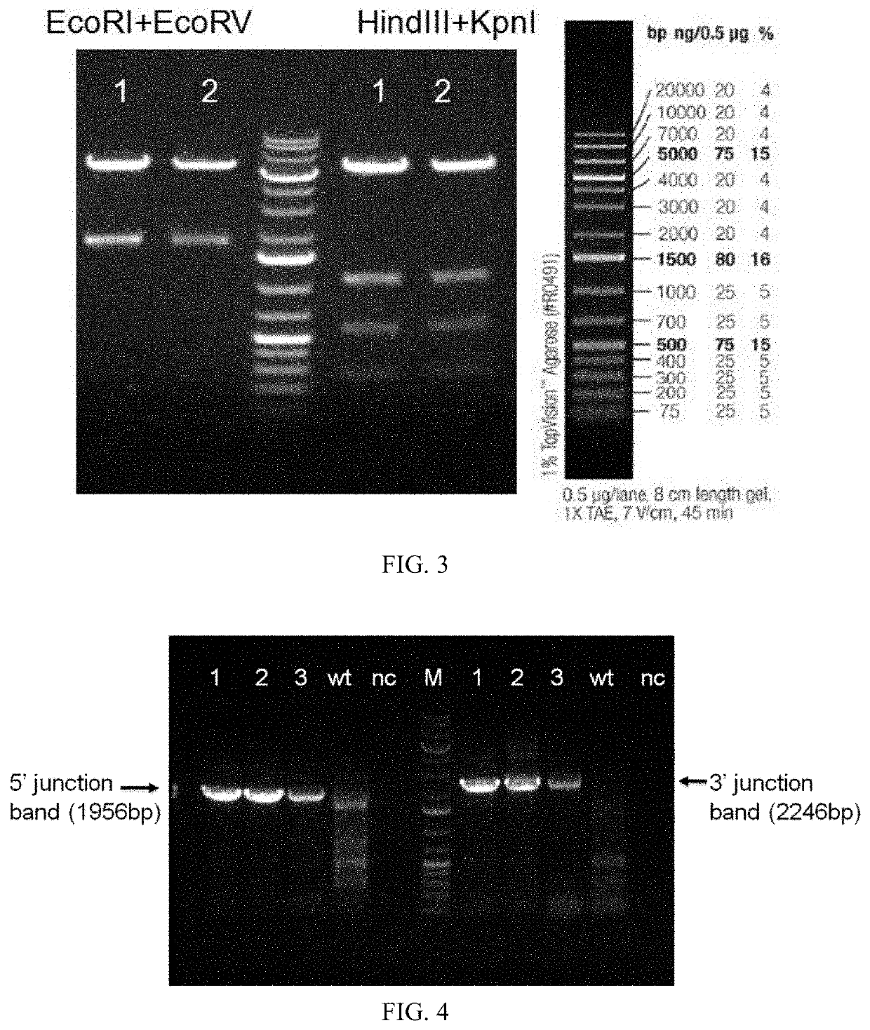 Method for Constructing PD-1 Gene Modified Humanized Animal Model and Use Thereof