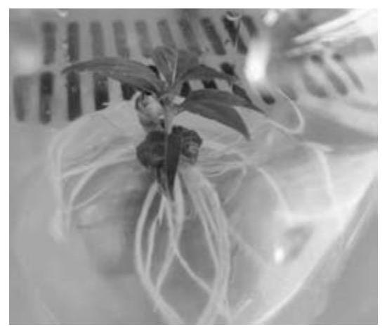 Cultivation method and special culture medium for camellia impatiens flowering in vase