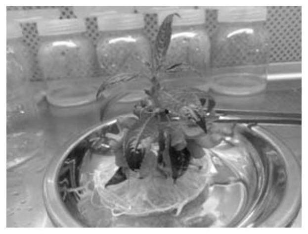 Cultivation method and special culture medium for camellia impatiens flowering in vase