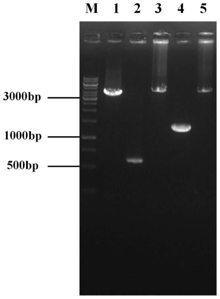 Genetic engineering strain for producing thymidine as well as construction method and application of genetic engineering strain