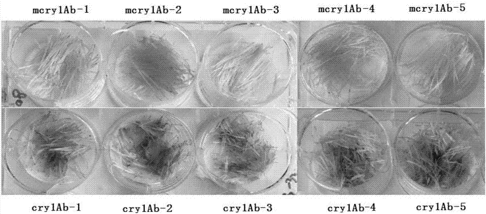Synthetic Bt insecticidal gene mcry1Ab for transgenosis insect-resistant plants