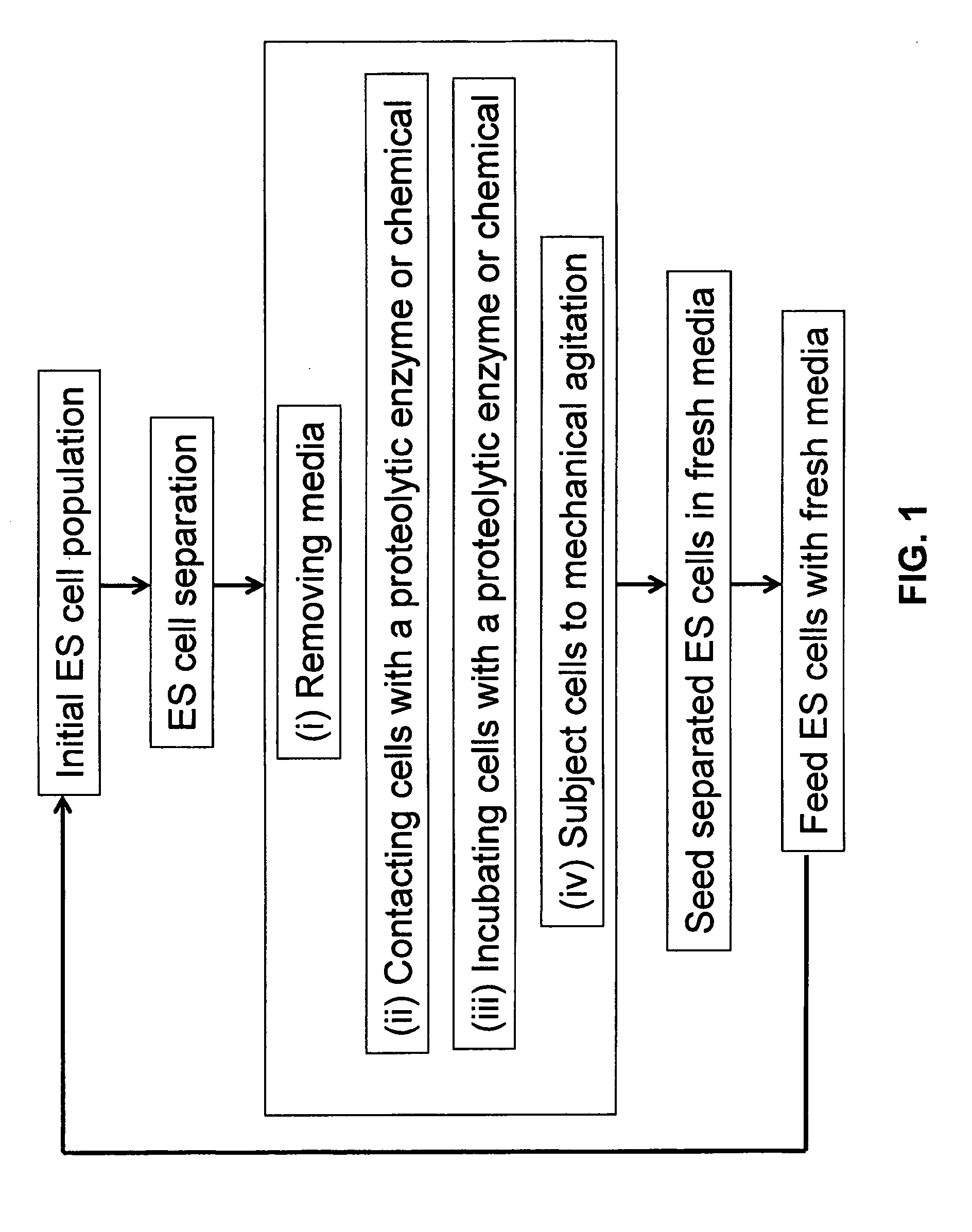 Automated method and apparatus for embryonic stem cell culture