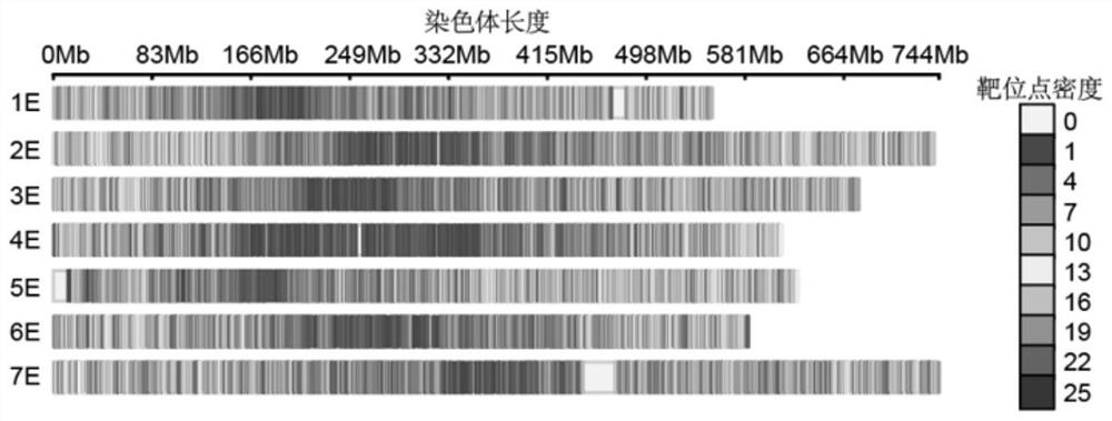 Wheat-diploid agropyron elongatum 45K liquid chip and application