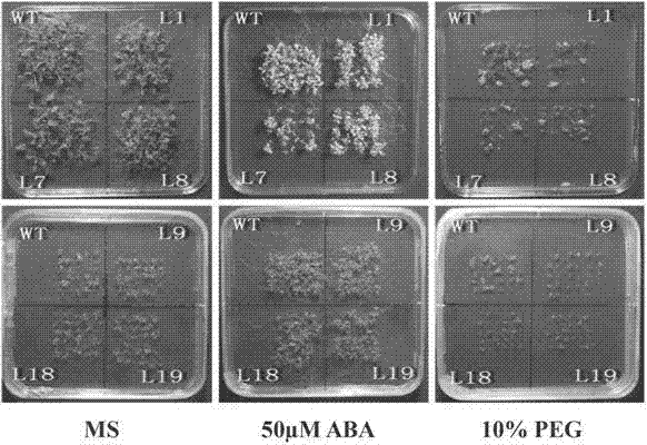 Plant drought-resistant relevant protein PvSnRK 2.3 and encoding gene and application thereof