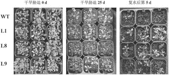 Plant drought-resistant relevant protein PvSnRK 2.3 and encoding gene and application thereof