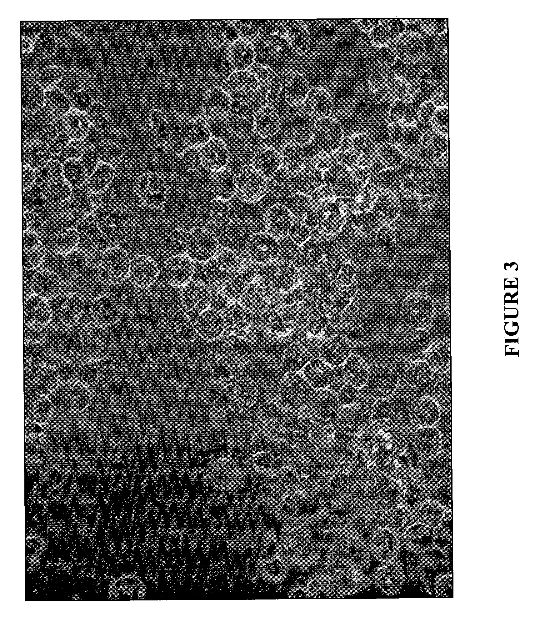 Composition and method for culturing potentially regenerative cells and functional tissue-organs in vitro