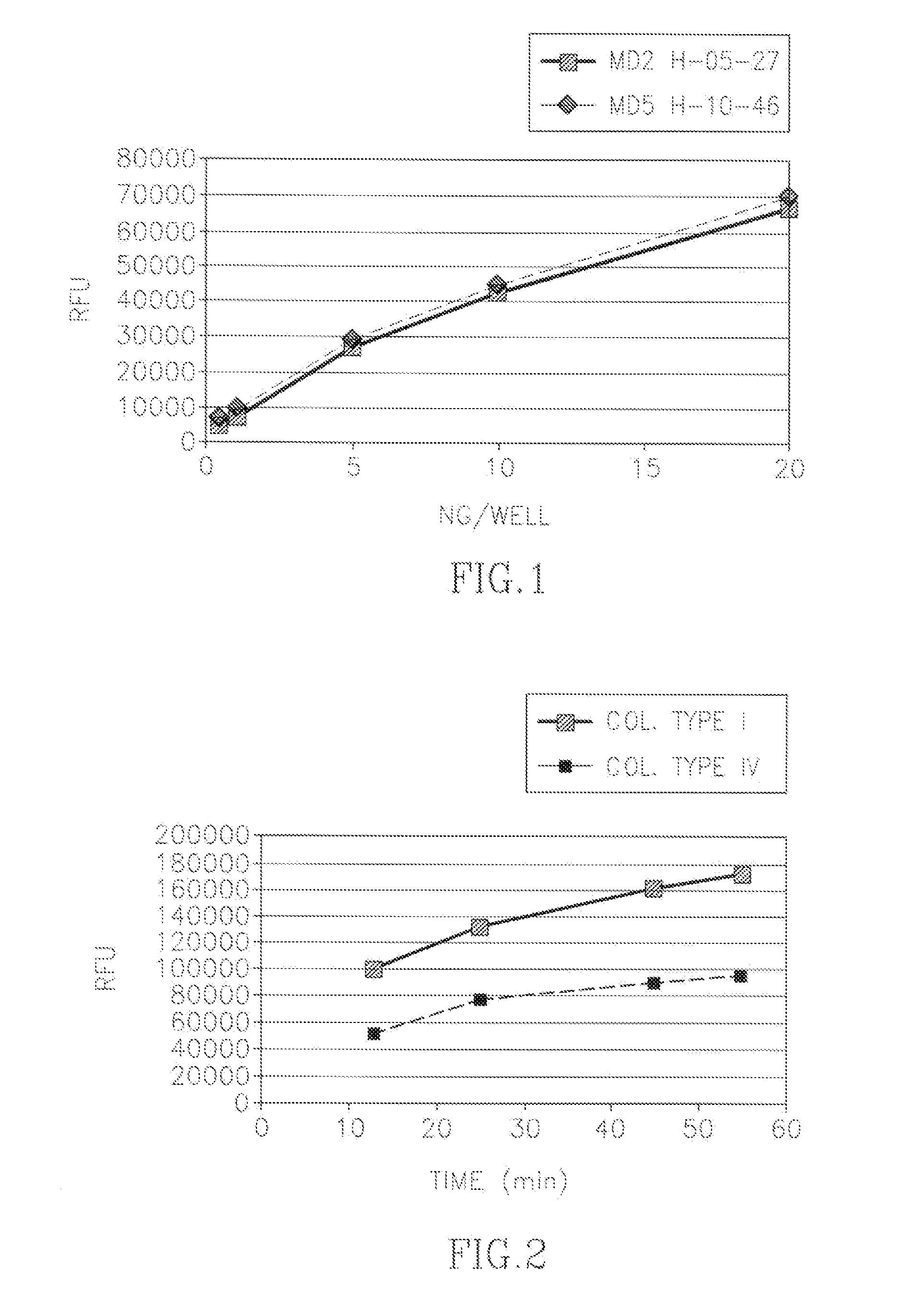 Proteolytic extract from bromelain for the treatment of connective tissue disorders