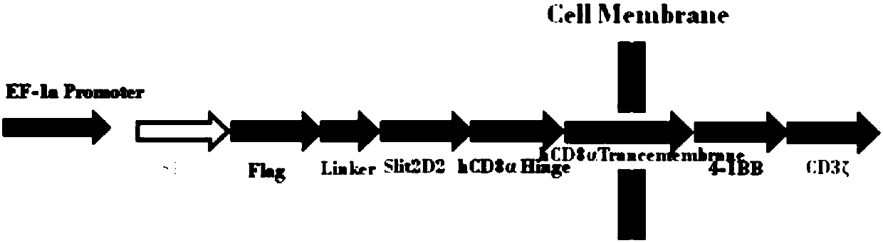 Preparation method and application of enhanced Slit2 CAR-T and CAR-NK cells