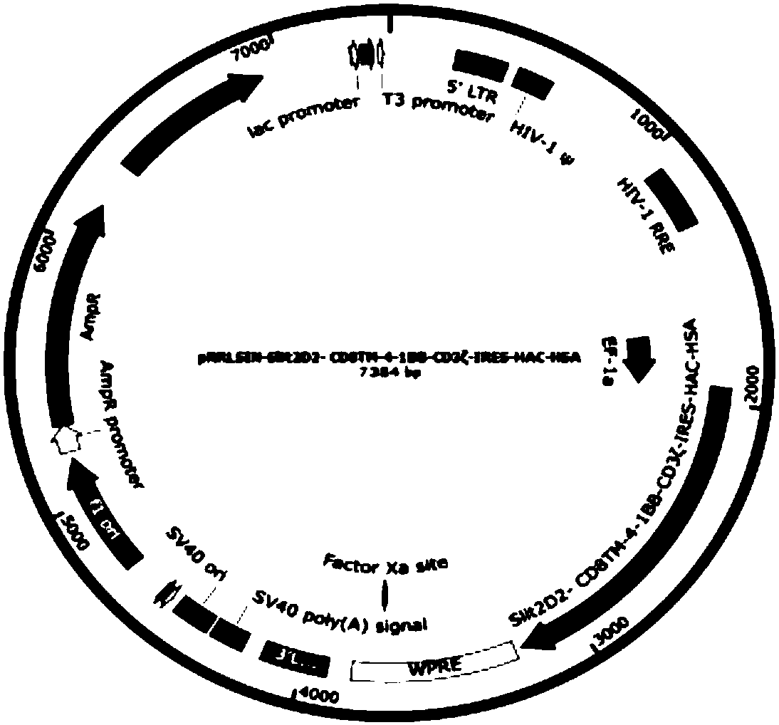 Preparation method and application of enhanced Slit2 CAR-T and CAR-NK cells