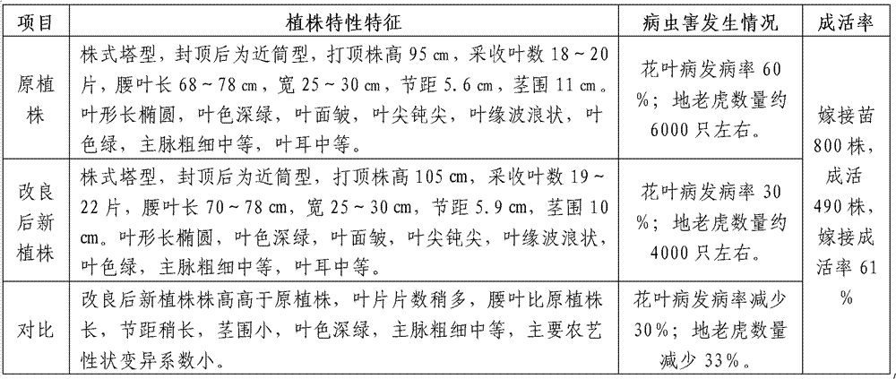 Method for improving flue-cured tobacco variety Yunyan97