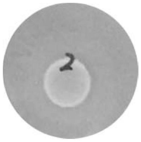 A strain of Lactobacillus fermentum with high production of ferulic acid esterase and its application