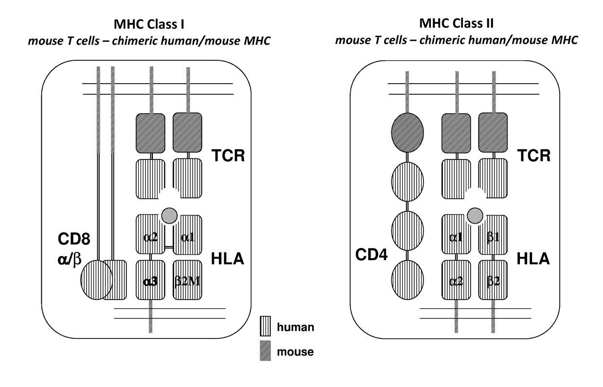 Humanized t cell mediated immune responses in non-human animals