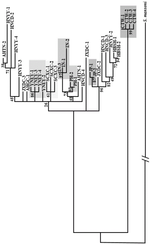 Schistosoma japonicum katsurada mitochondrial molecular marker and application thereof