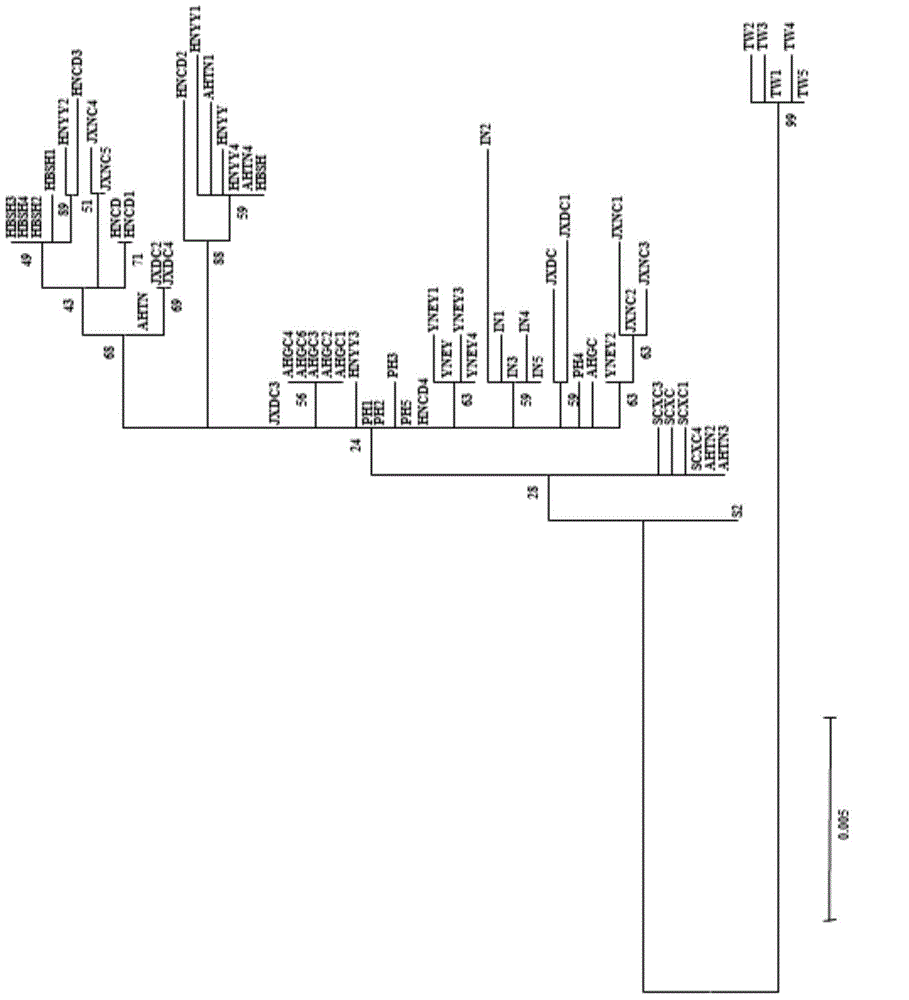 Schistosoma japonicum katsurada mitochondrial molecular marker and application thereof