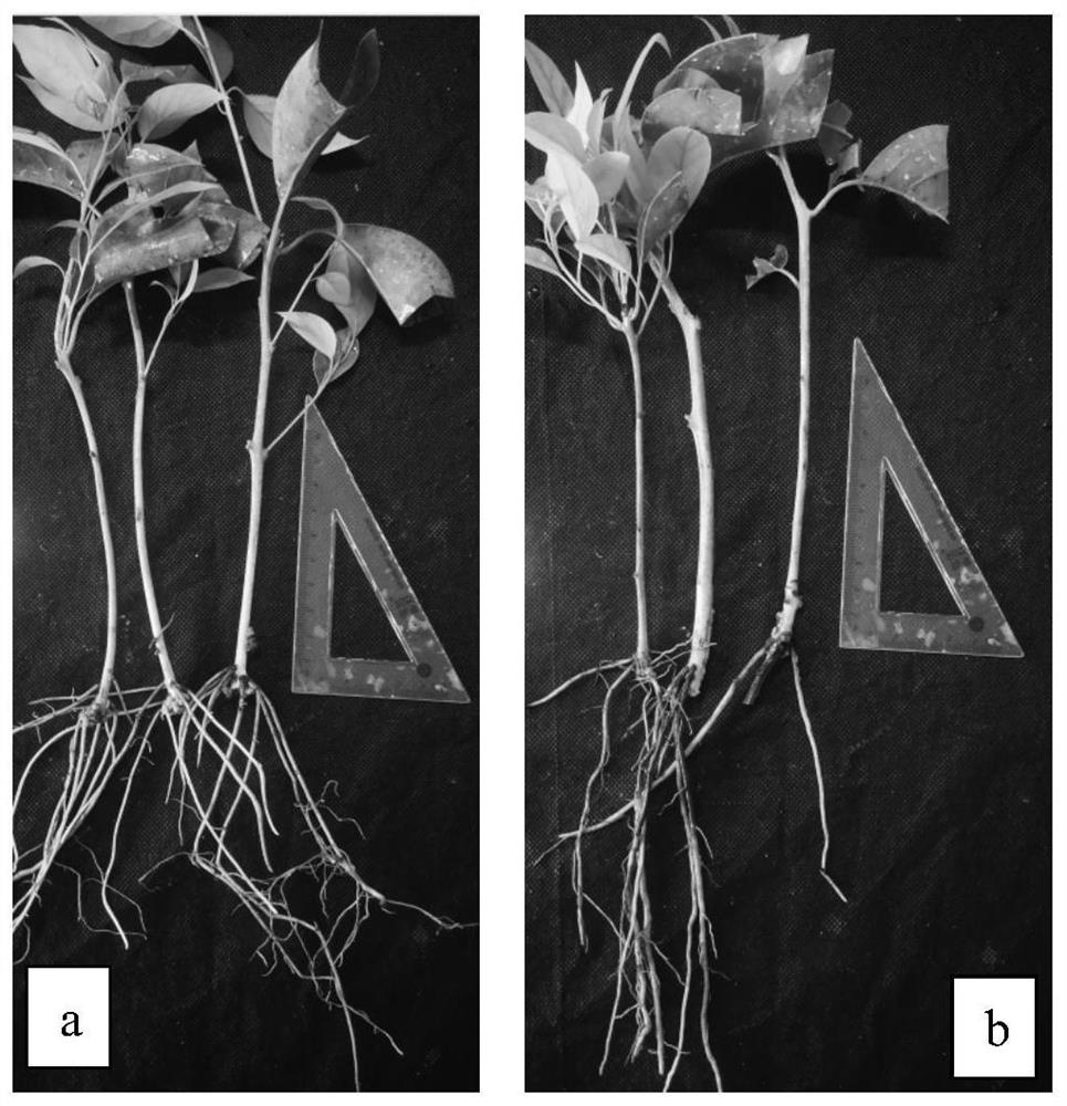 A kind of rapid propagation method of sassafras hydroponic cuttings and its application