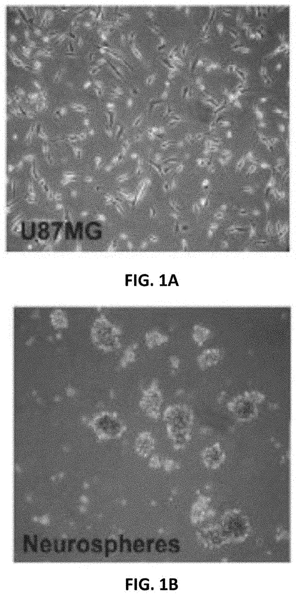 Temozolomide resistant cells and an integrated method for characterizing the same