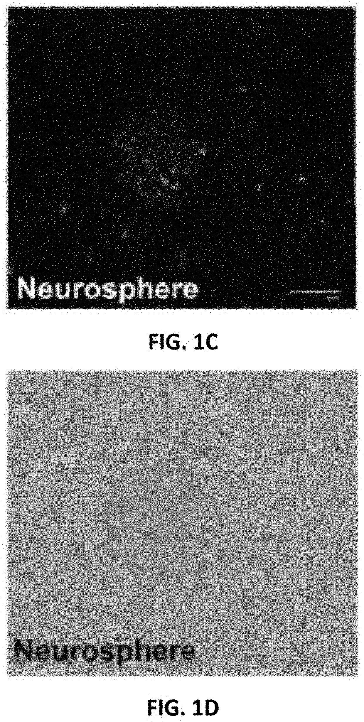 Temozolomide resistant cells and an integrated method for characterizing the same