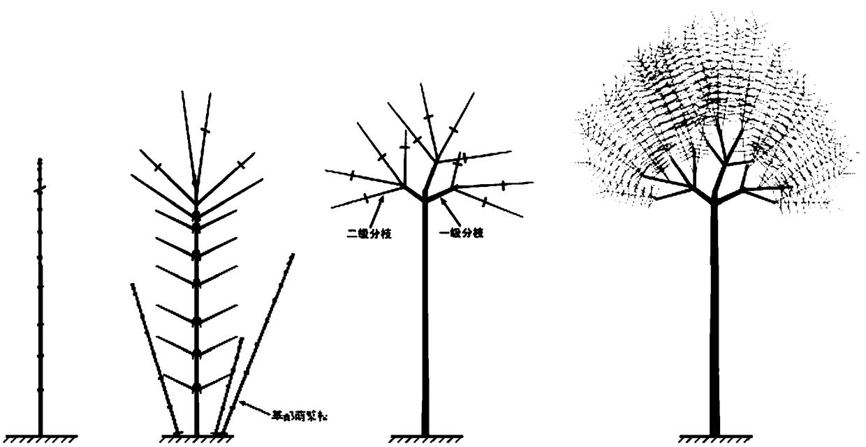 Arbor-shaped chimonanthus praecox tree-shaped branch group and cultivation method