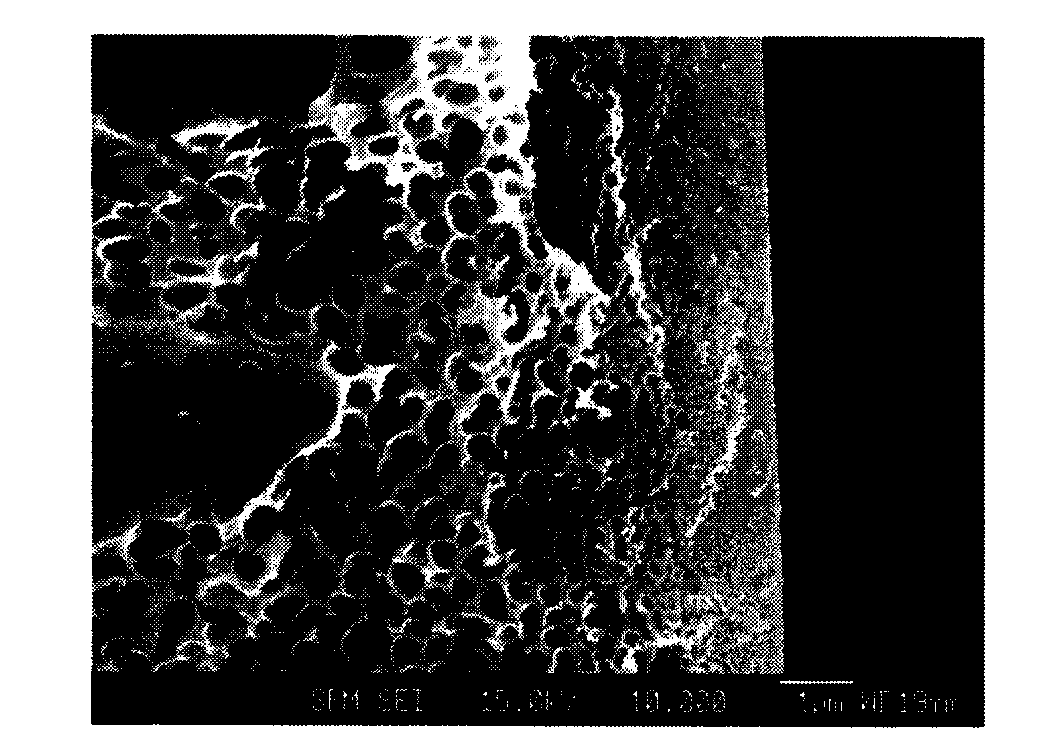 Hollow fiber, dope solution composition for forming a hollow fiber, and method for manufacturing a hollow fiber using the same