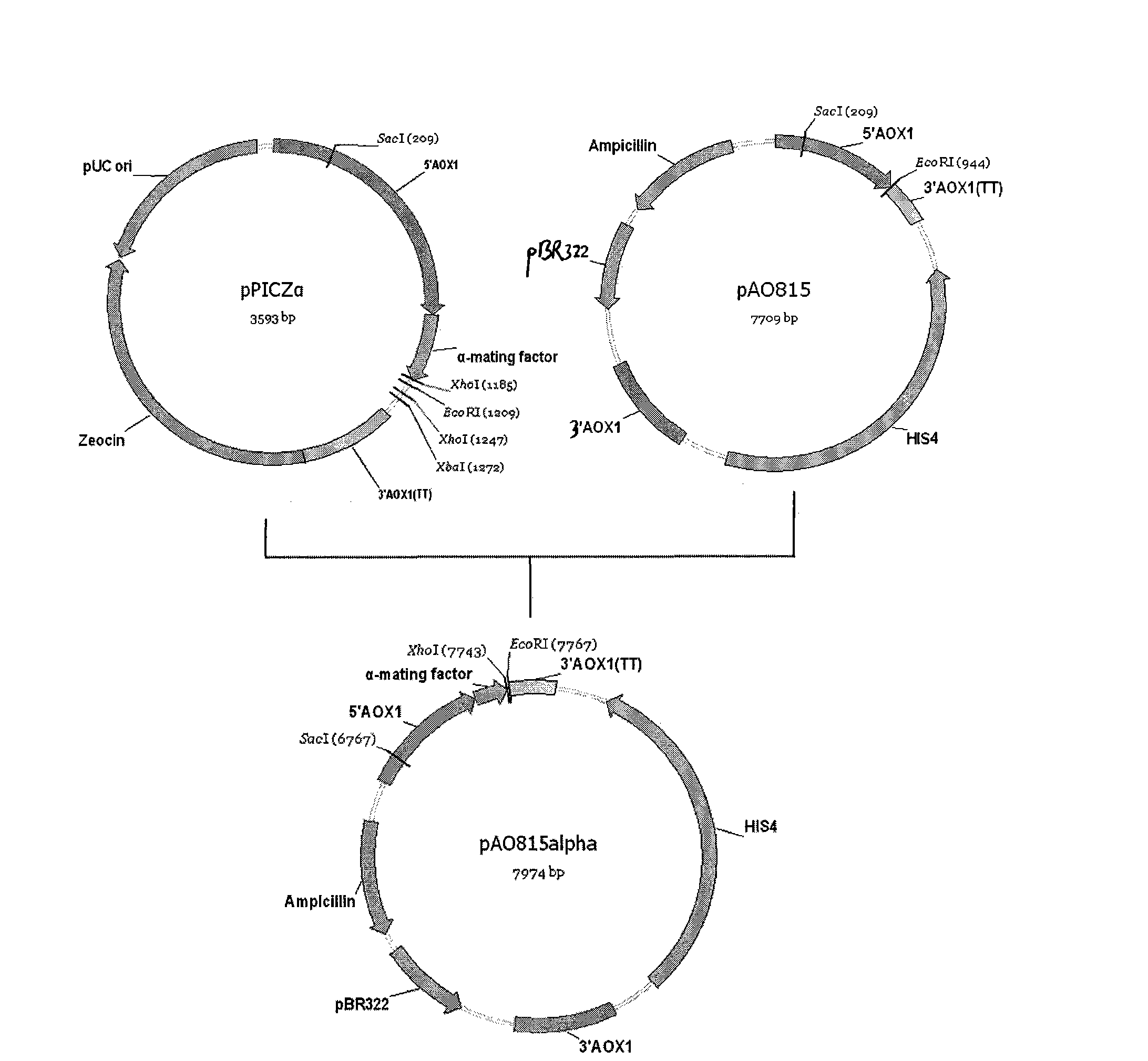 Recombinant bacterium for expressing glutamine transaminage and application thereof
