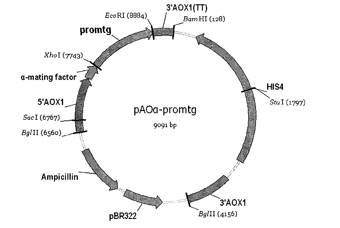 Recombinant bacterium for expressing glutamine transaminage and application thereof