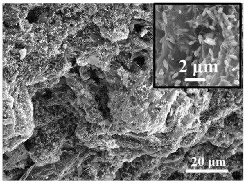 An electrochemical enzyme-linked immunosensor and its preparation and application of antigen detection