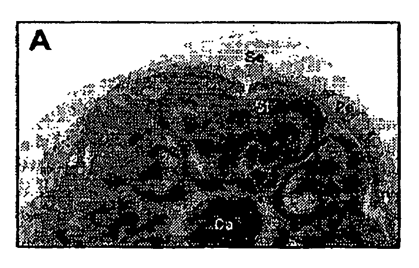 Parthenocarpic tomatoes and production method thereof