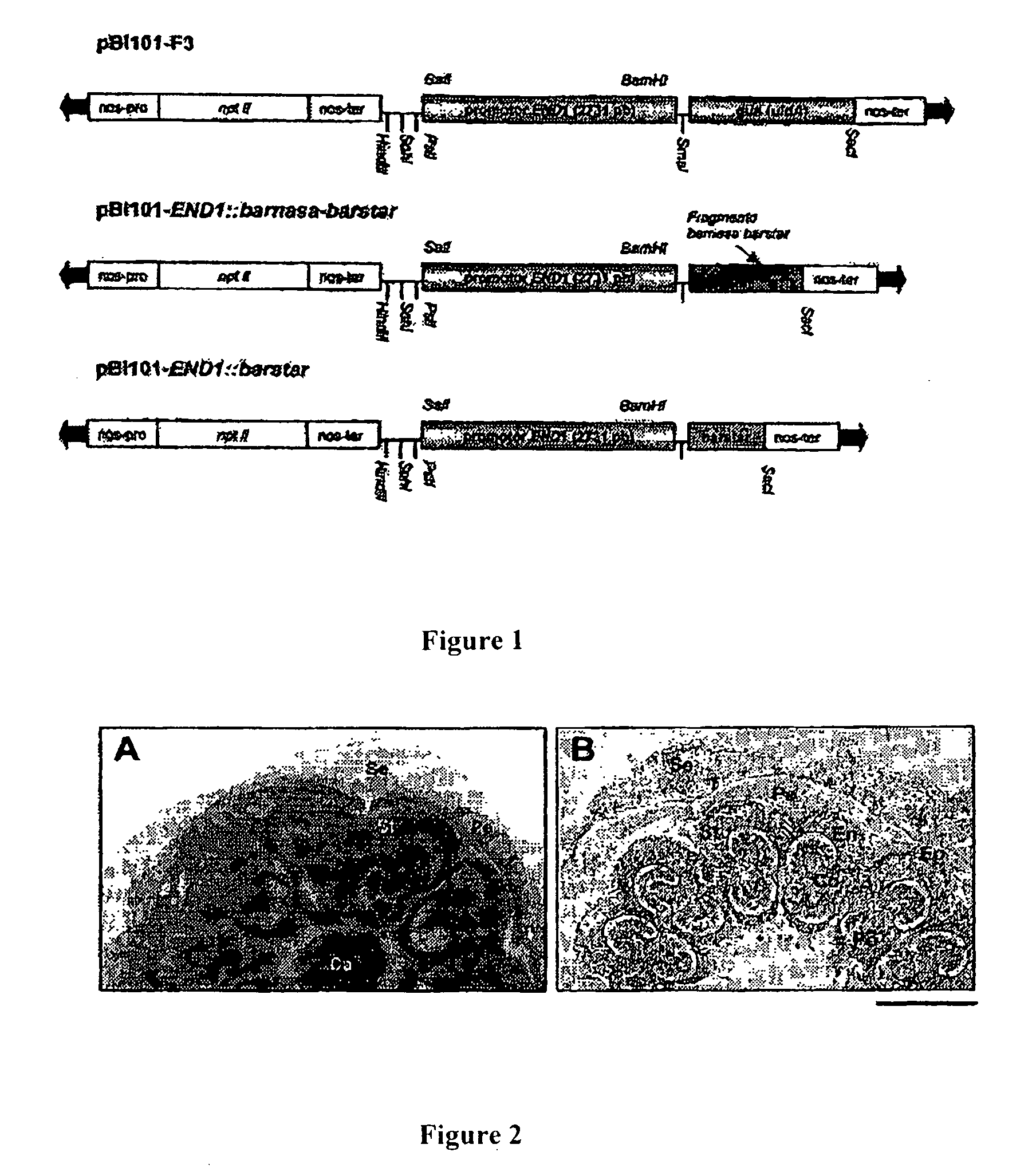 Parthenocarpic tomatoes and production method thereof