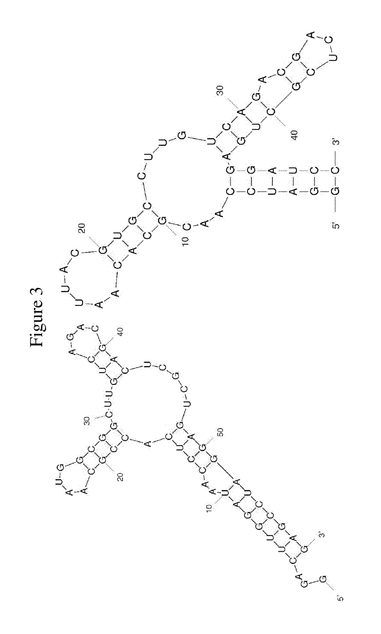 Factor V/Va-targeting aptamer compositions and methods of using the same
