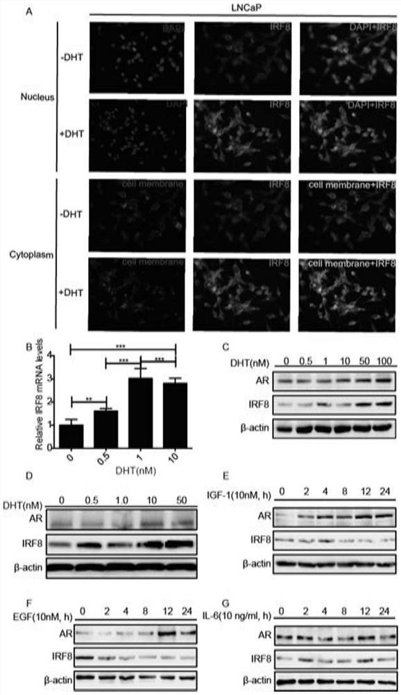 Application of substances that induce irf8 expression in the preparation of drugs for treating liver cancer