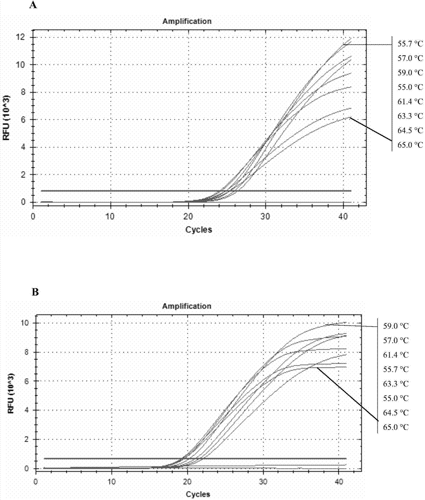 Method for applying dual high-resolution melting curve technology to detect Bartonella