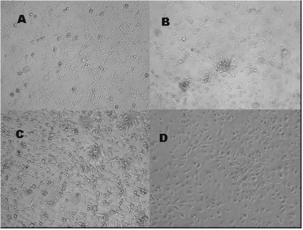 Method used for separation and culture of poultry endothelial progenitor cells