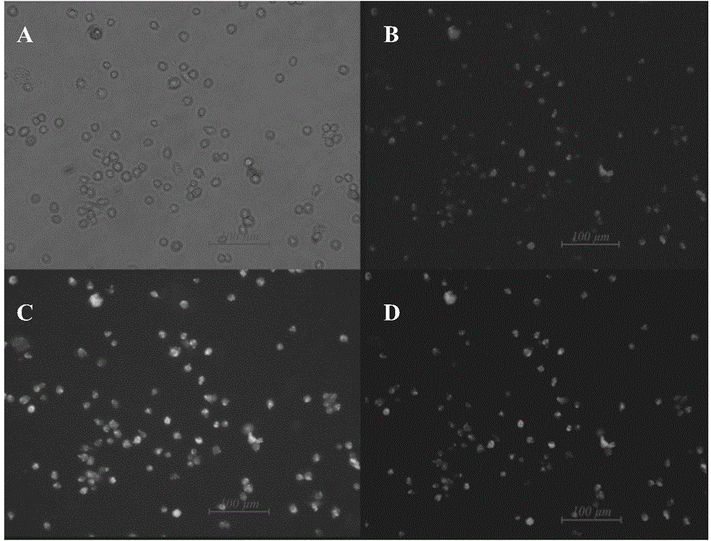 Method used for separation and culture of poultry endothelial progenitor cells