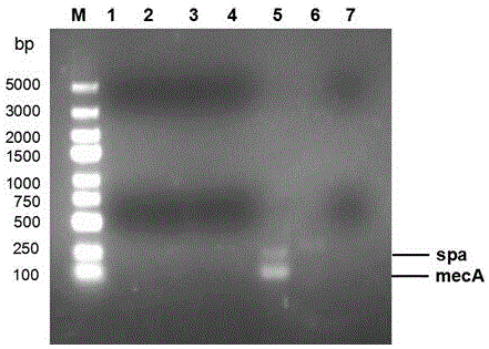 Method and kit for rapidly detecting drug resistance and virulence of staphylococcus aureus