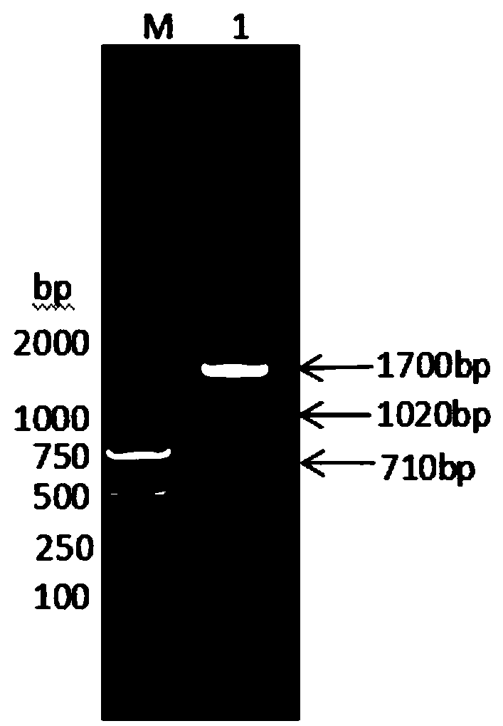 Fusion protein consisting of pig interleukin 2, pig interferon gamma and pig interferon alpha and preparation method thereof