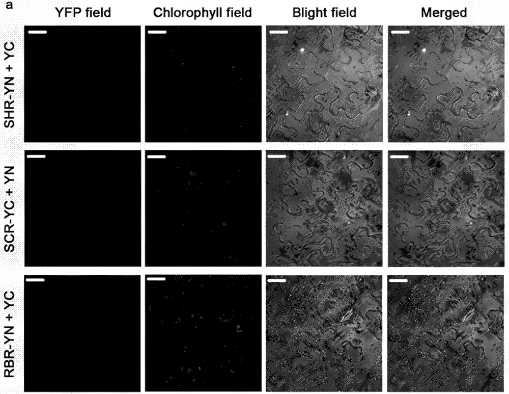 Two promoters of asymmetric cell division regulation pathway of root tip stem cell of plant and application of two promoters