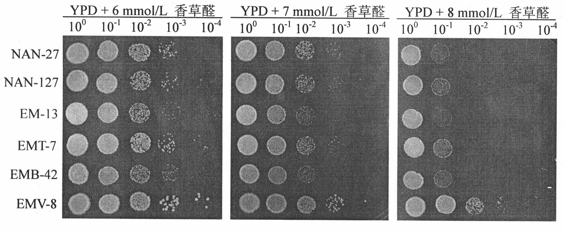 Vanillin-tolerant saccharomyces cerevisiae