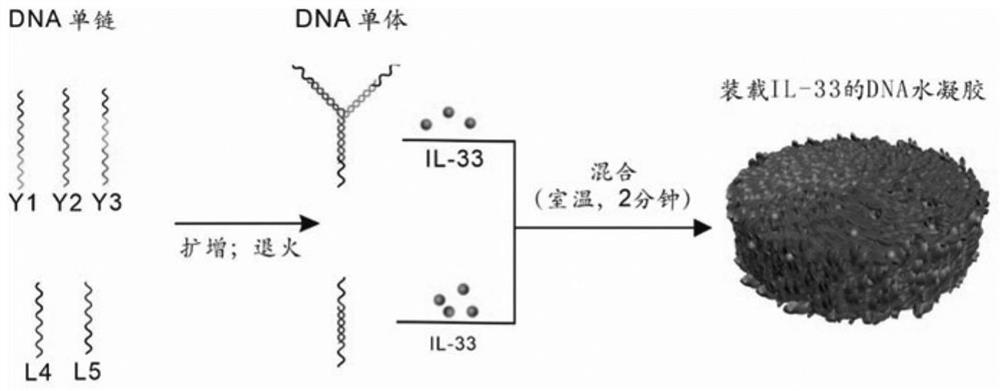 Preparation method of DNA hydrogel loaded with IL-33 as well as product and application of DNA hydrogel loaded with IL-33