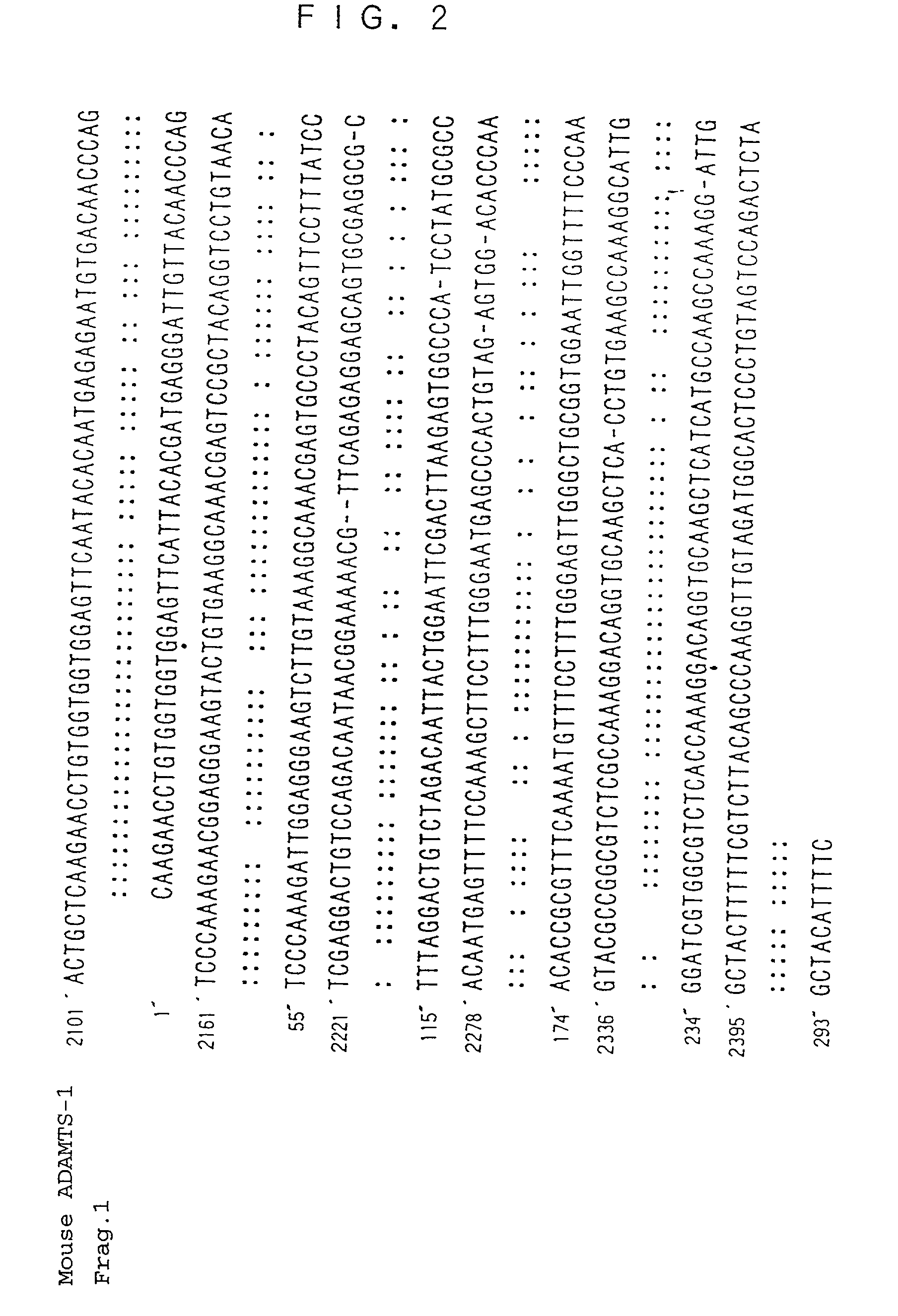 Human ADAMTS-1 protein, gene encoding the same, pharmaceutical composition, and method for immunologically analyzing human ADAMTS-1 protein